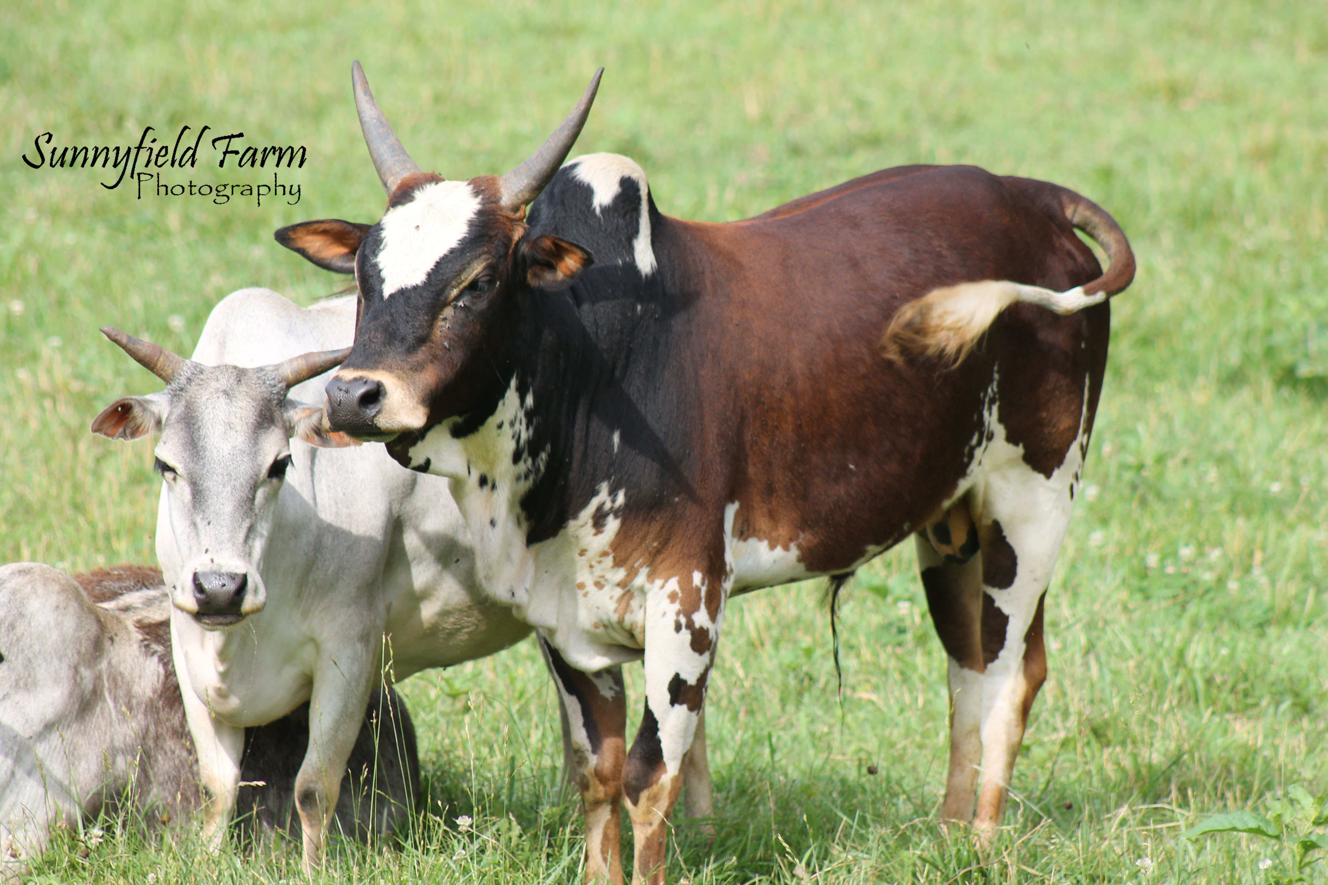 Sunnyfield Farm Zebu